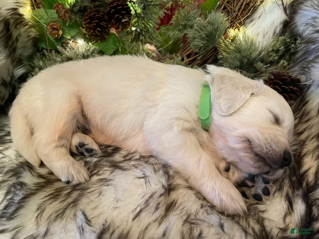 Golden Retriever dogs for sale: Martin - Ad 1