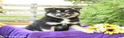 Pomsky dogs for sale: Kacie - Ad 1