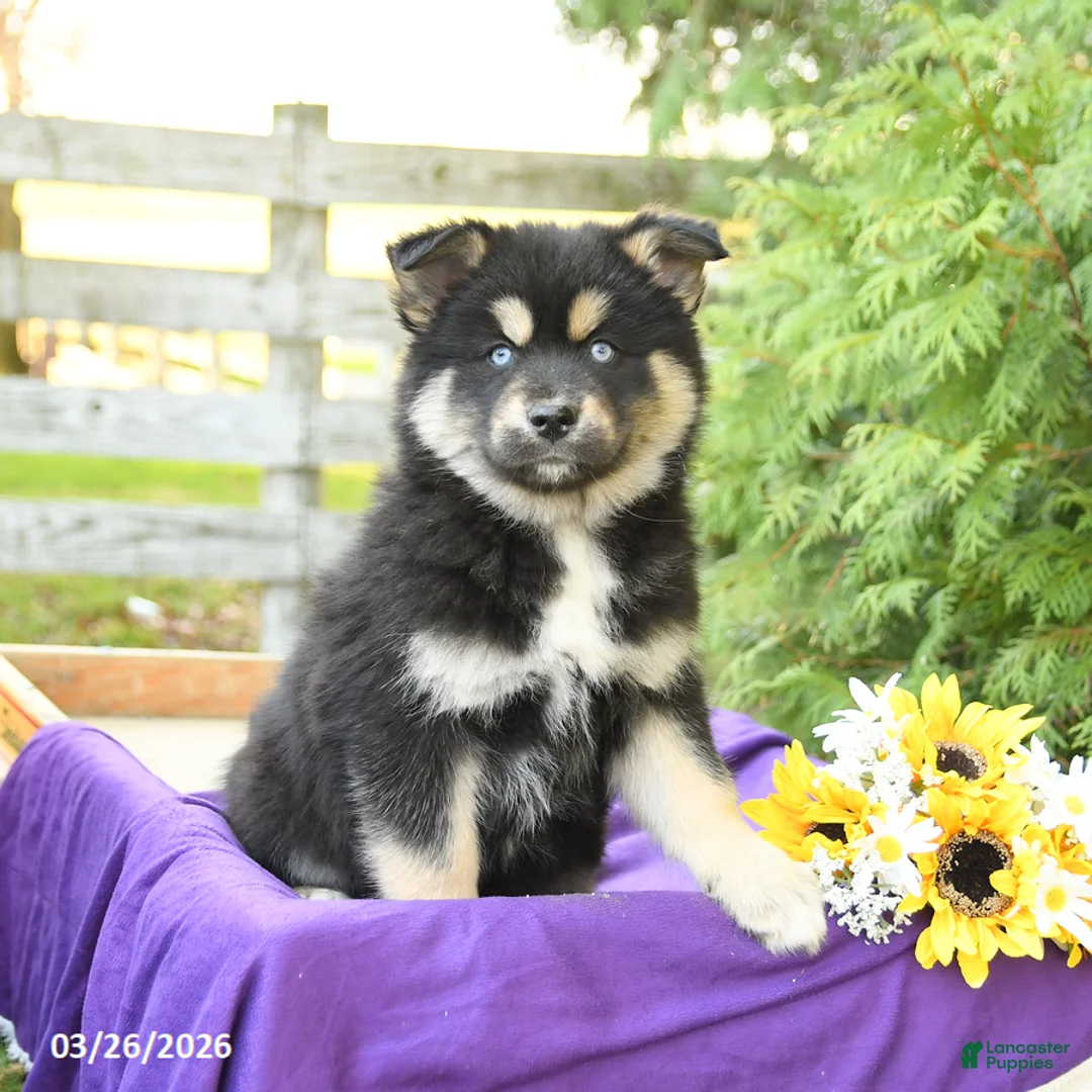 Pomsky dogs for sale: Kacie - Ad 1