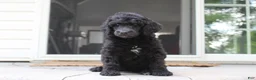 Standard Poodle dogs for sale: Millie AKC  - Ad 6