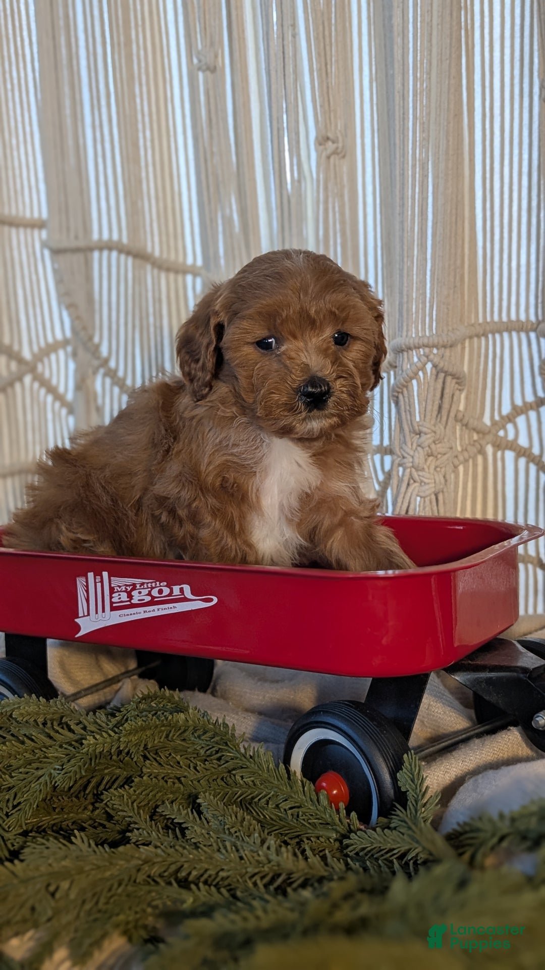 Cavapoo dogs for sale: Apollo - Ad 7