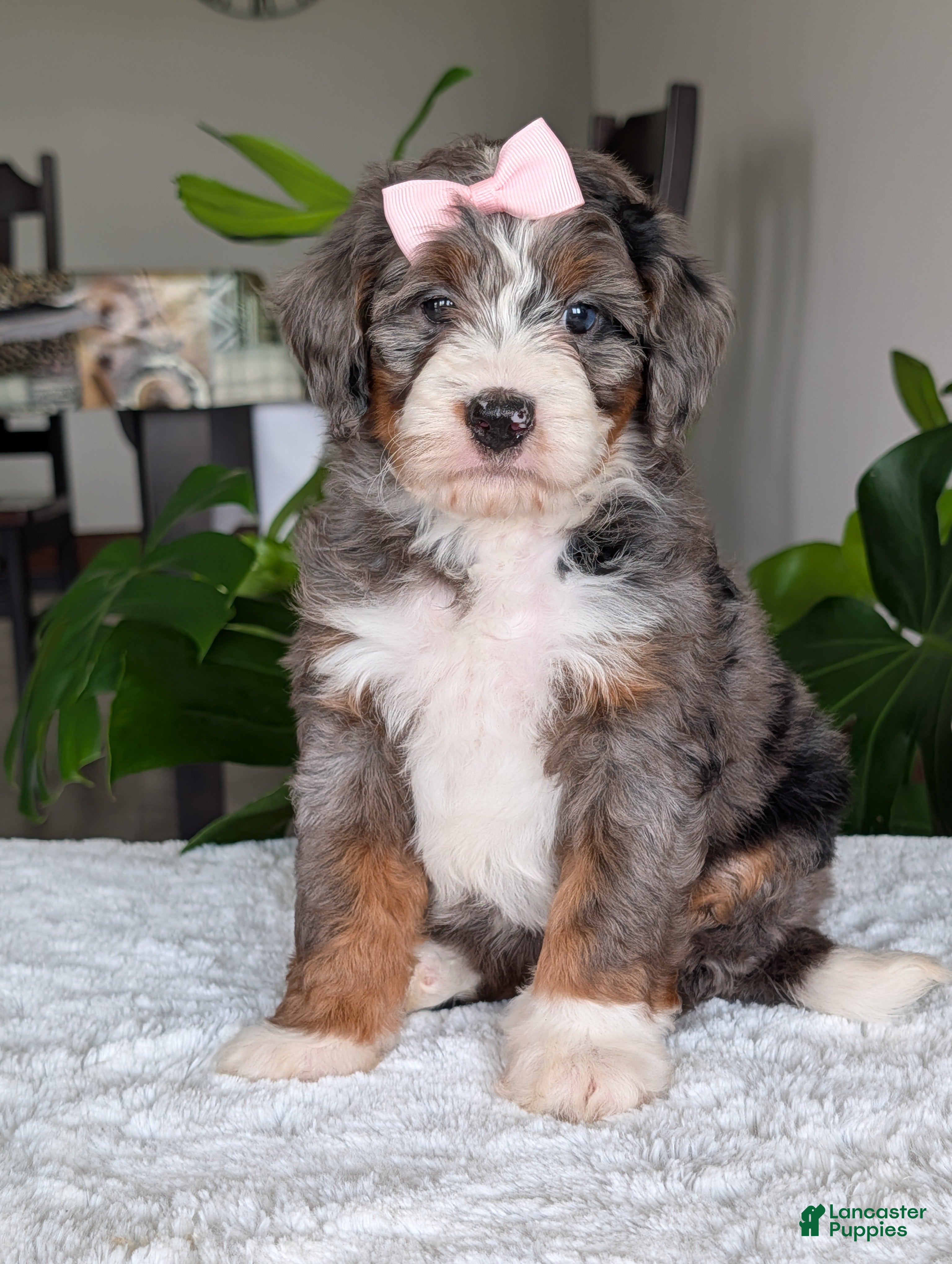 Mini Bernedoodle dogs Mini Indy - Ad 2