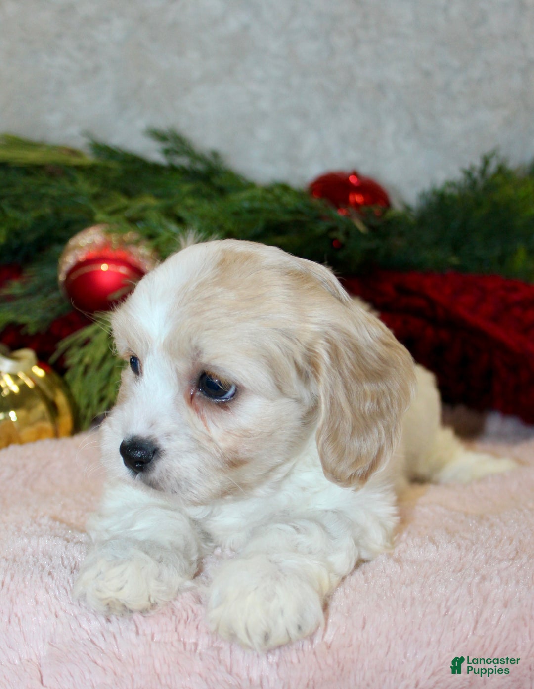 Cavachon dogs for sale: Hazel – Female - Ad 1