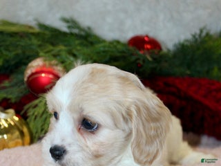 Cavachon dogs Hazel – Female - Ad 20