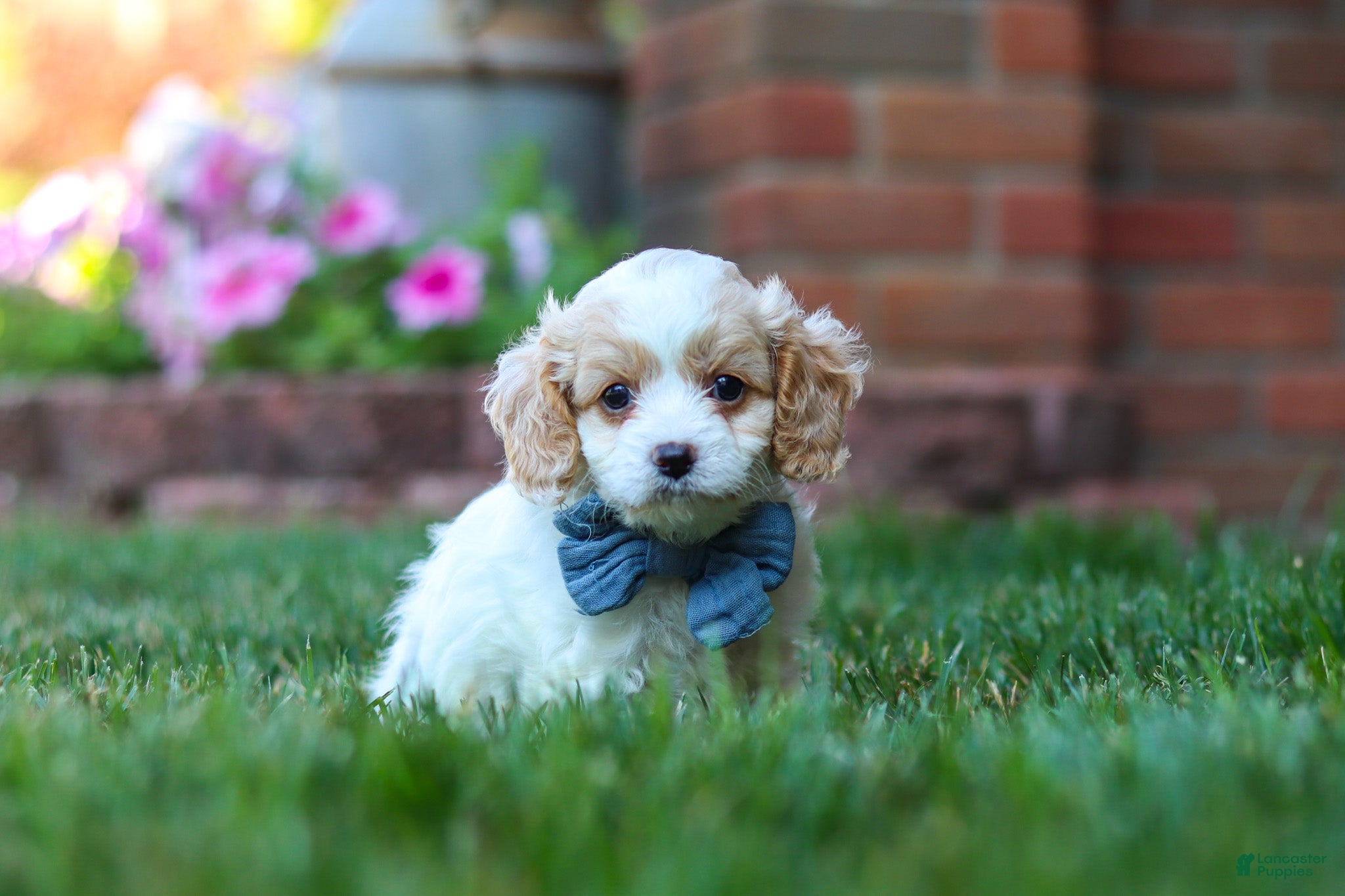 Cavapoo dogs Tracker - Ad 2