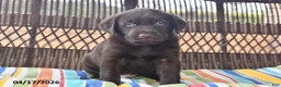 Labrador Retriever dogs for sale: Jack  - Ad 3