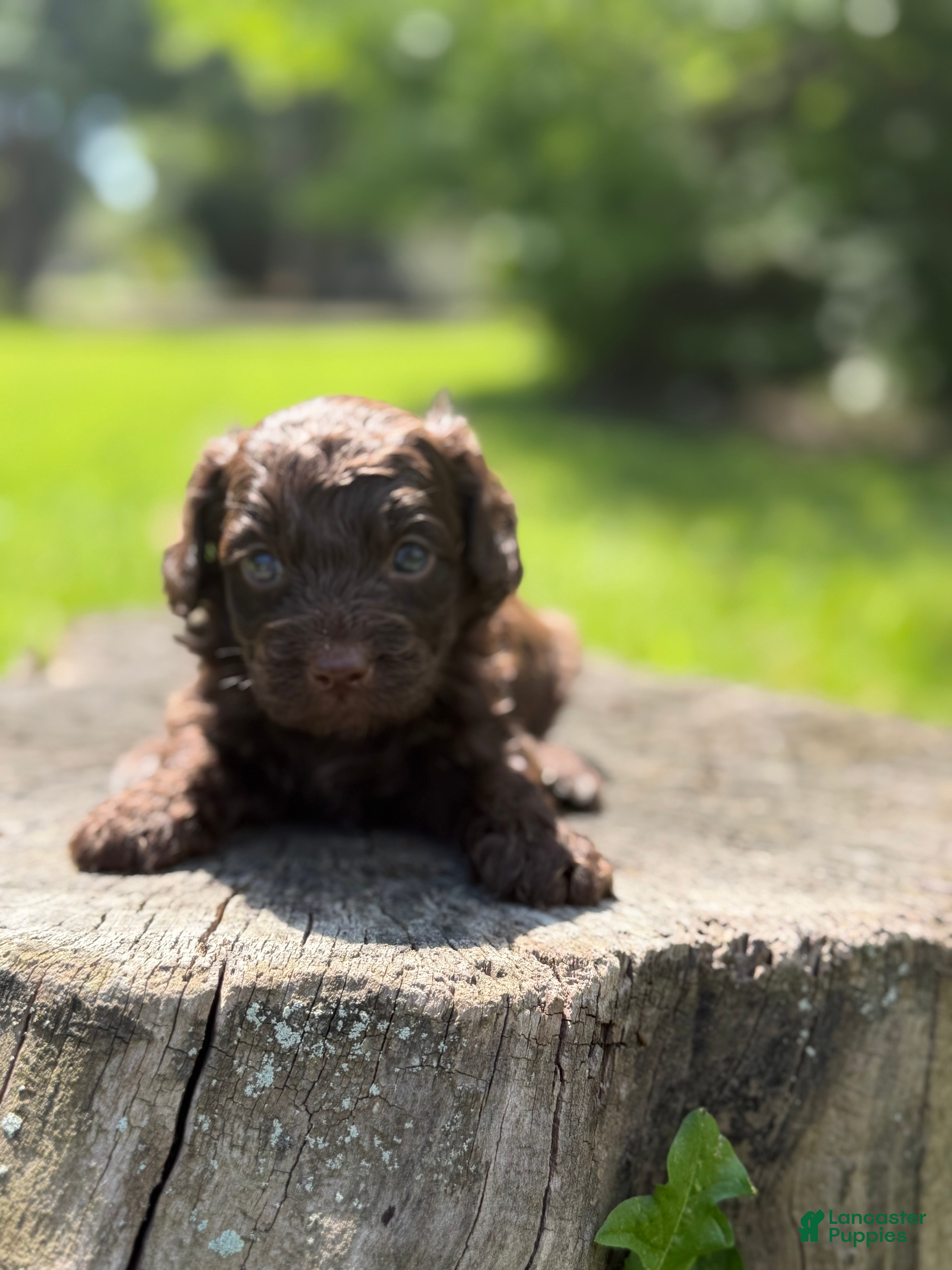 Cockapoo dogs Nash - Ad 2