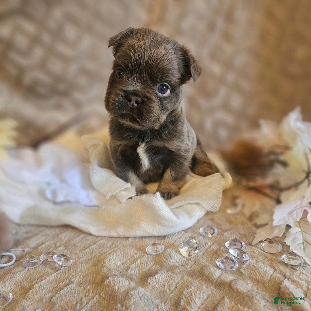 French Bulldog dogs for sale: Biscotti AKC Fluffy  - Ad 17