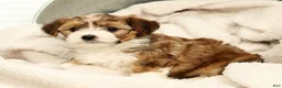 Yorkiepoo dogs for sale: Lincoln - Ad 6