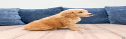 Mini Goldendoodle dogs for sale: Lance - Ad 3