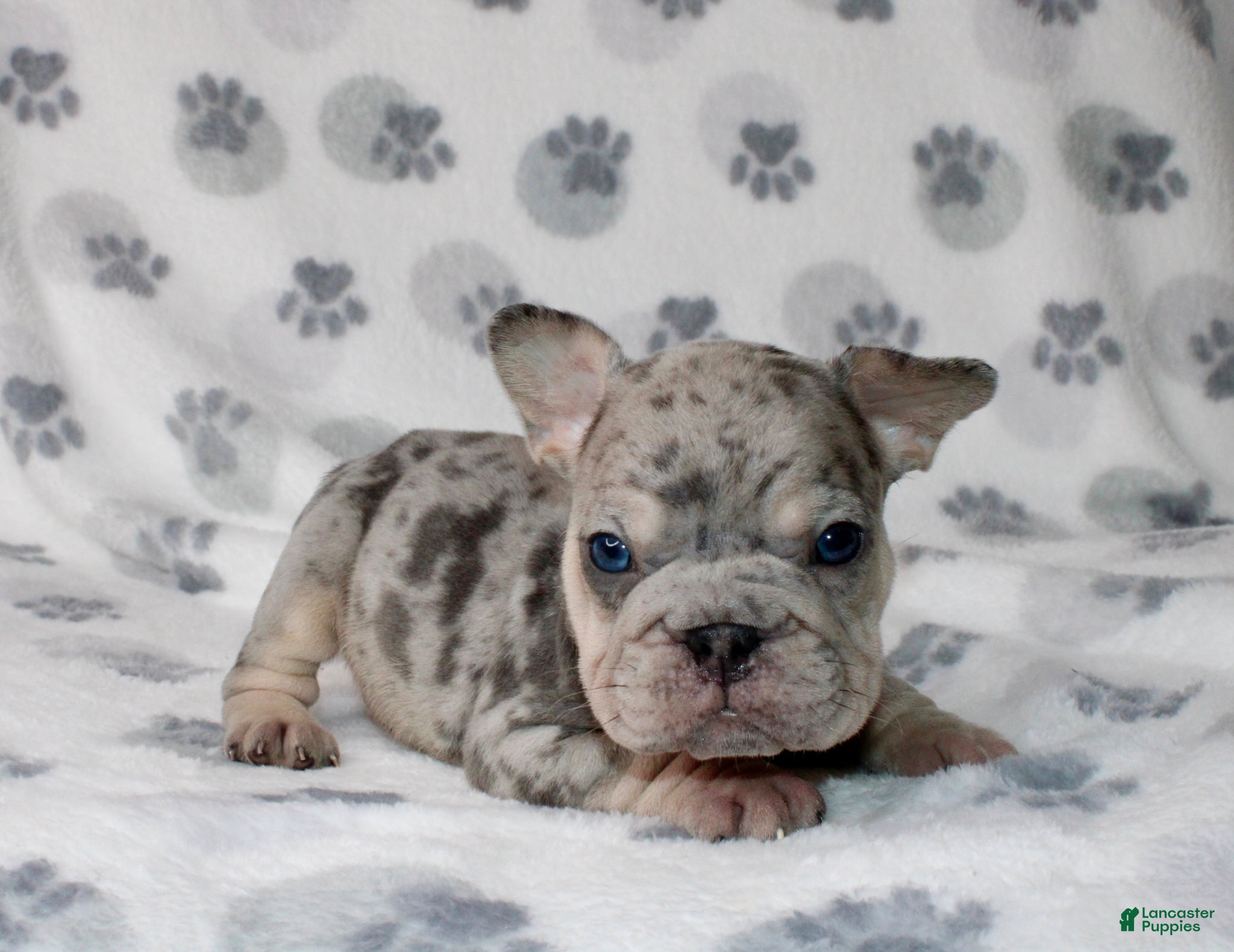 French Bulldog dogs Theo - Ad 20