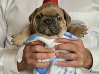 French Bulldog dogs Walter - Ad 39