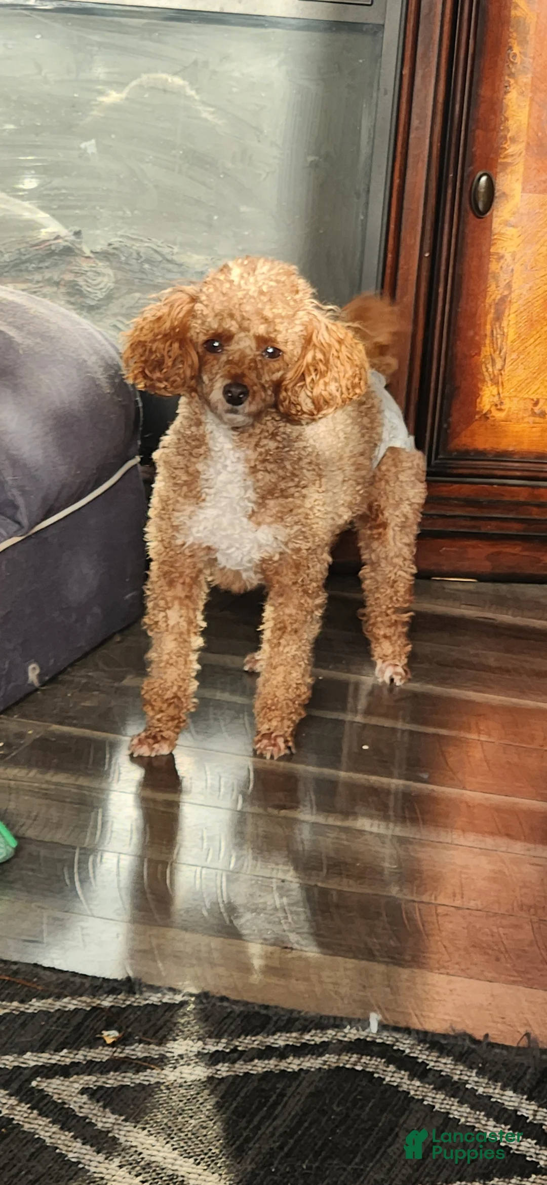 Toy Poodle dogs for sale: Tucker - Ad 4