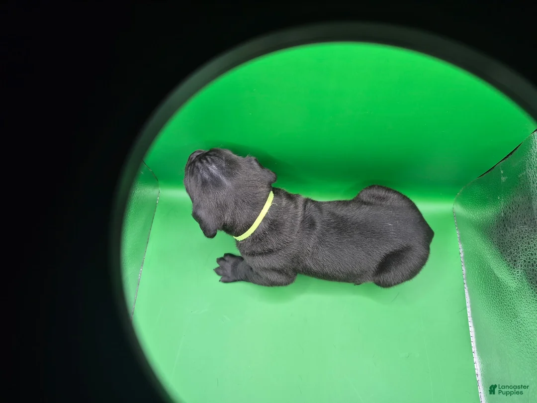 Mixed Breed dogs for sale: Green collar - Ad 2