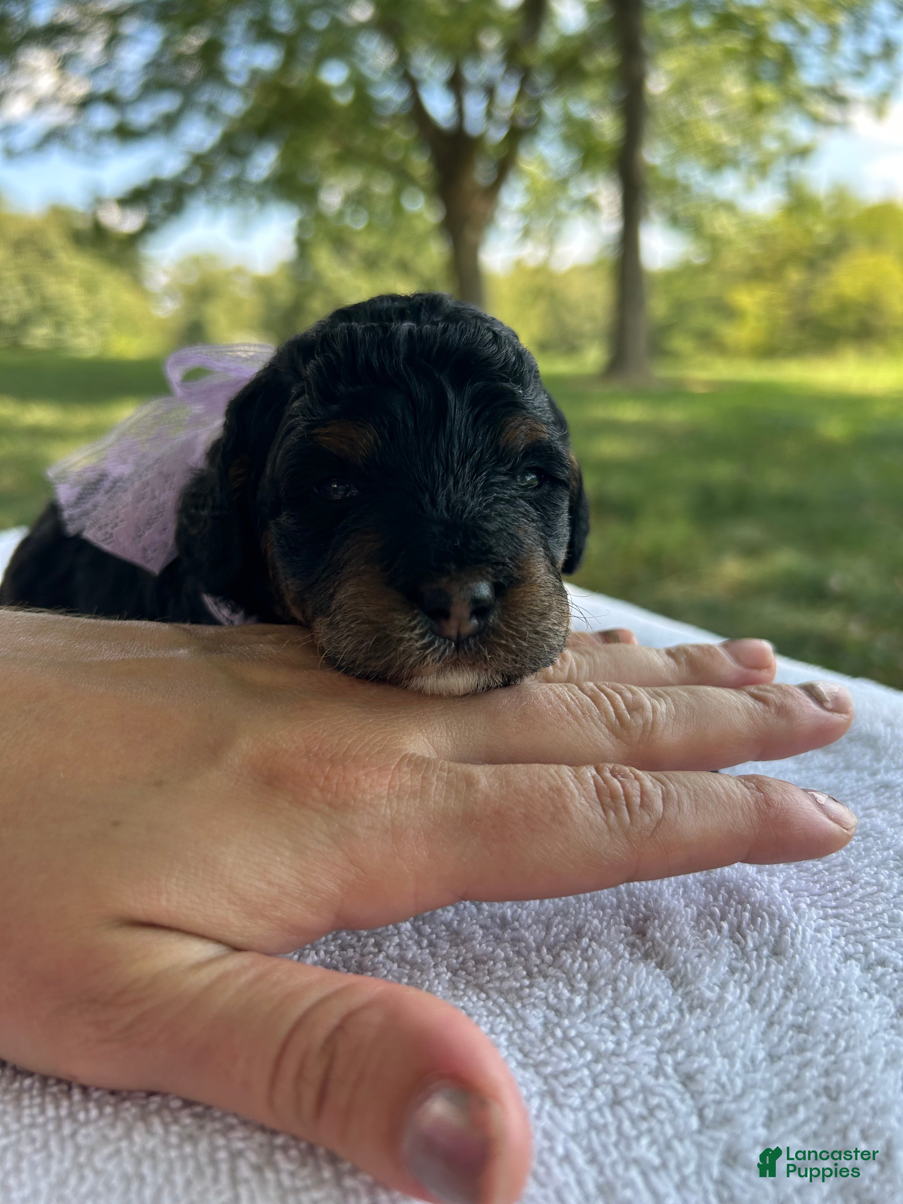 Mini Bernedoodle dogs Poppy - Ad 35
