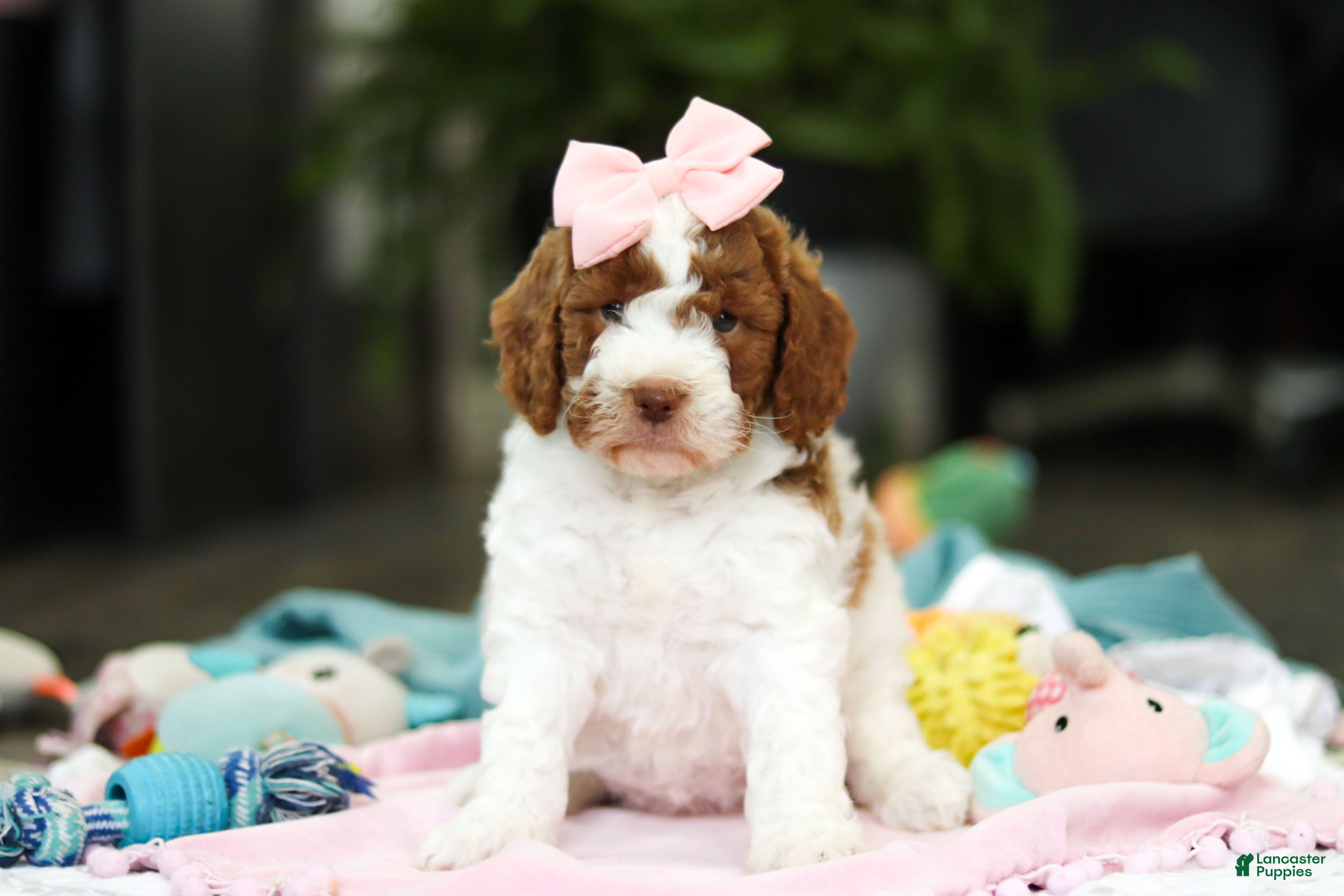 Goldendoodle dogs Blaire - Ad 2