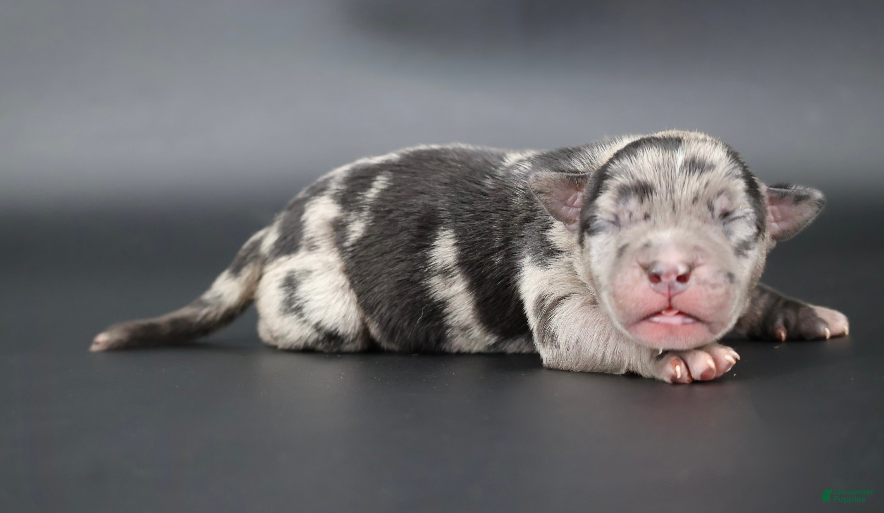 American Bully dogs Vow - Ad 36