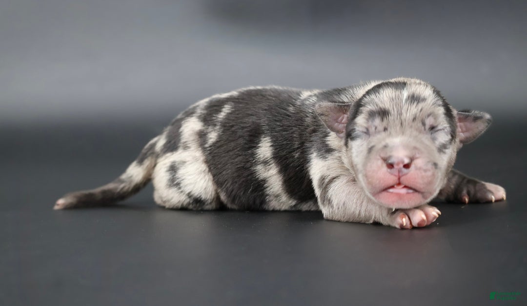 American Bully dogs for sale: Vow - Ad 1