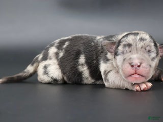 American Bully dogs Vow - Ad 36