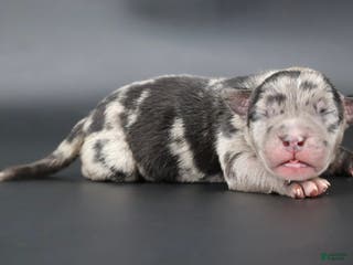 American Bully dogs Vow - Ad 22