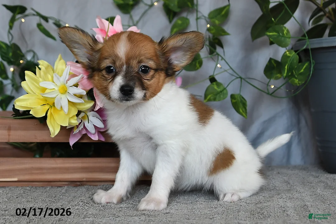 Papillon dogs for sale: Daisy - Ad 4
