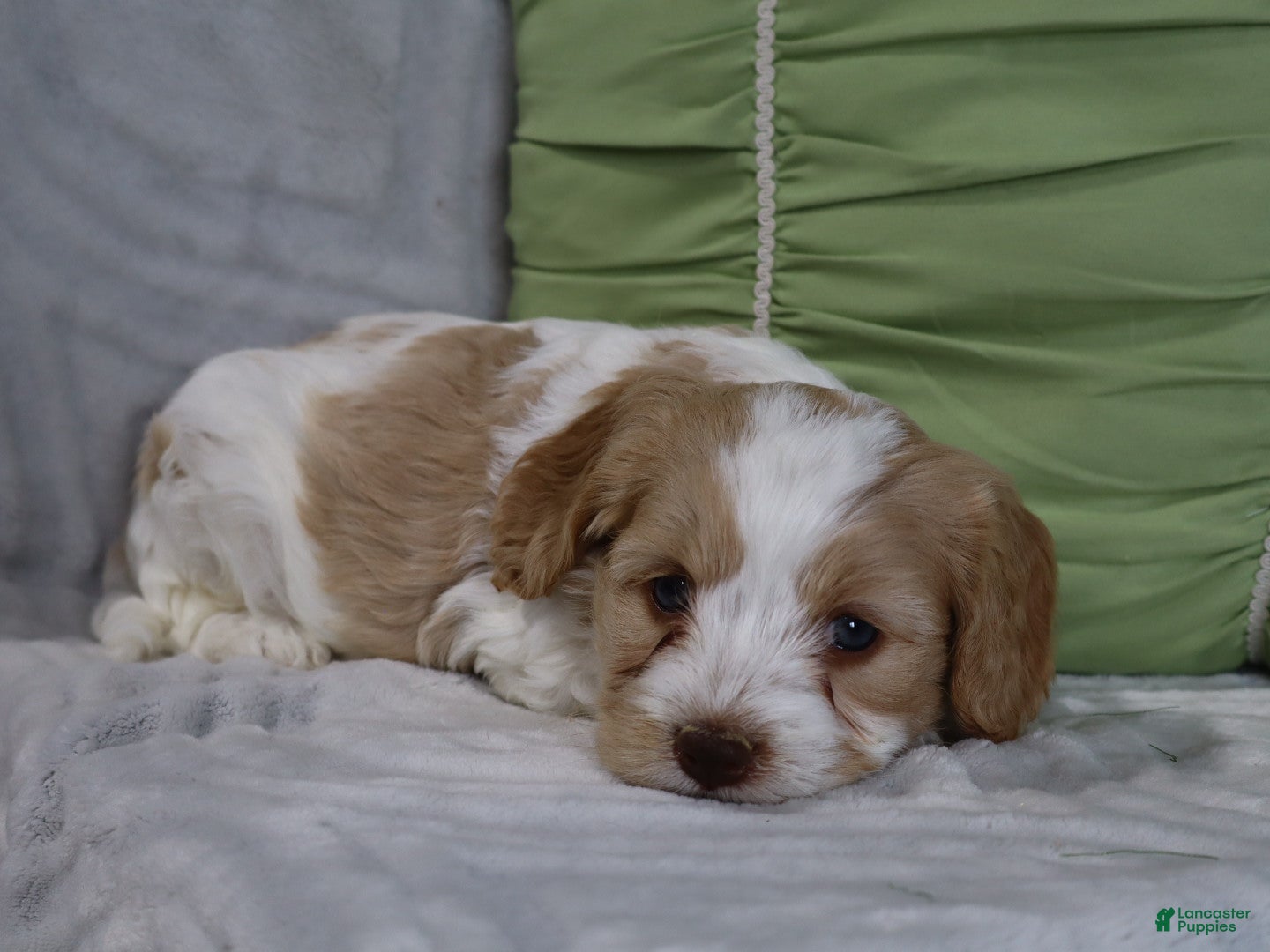 Cavapoo dogs Courage - Ad 2