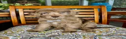 Labradoodle dogs for sale:  Reese  - Ad 8