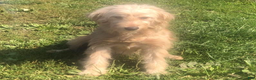 Mixed Breed dogs for sale: Rosey - Ad 2