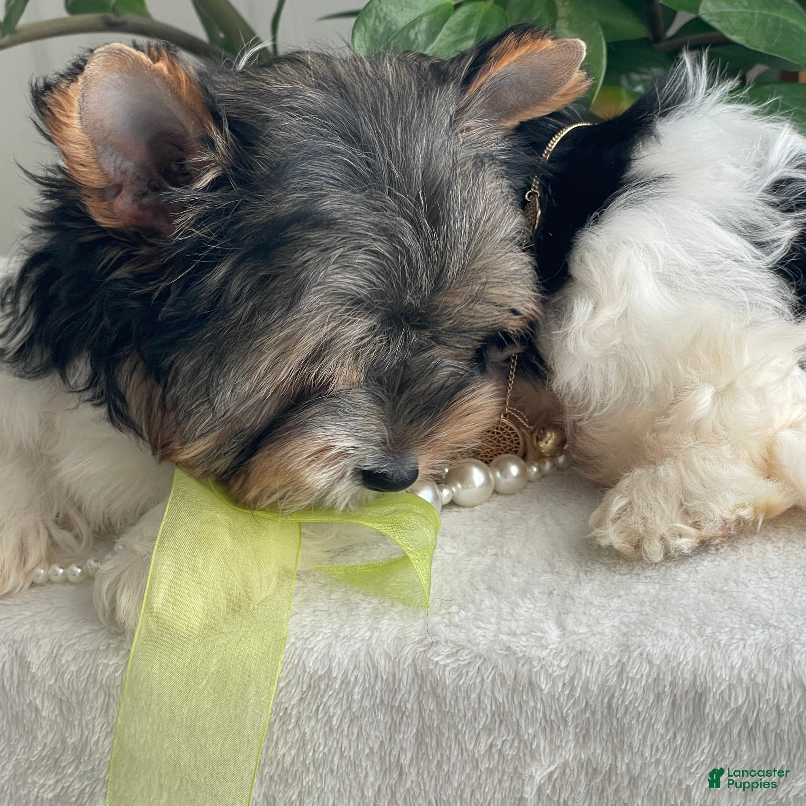 Biewer Terrier dogs Tony - Ad 2