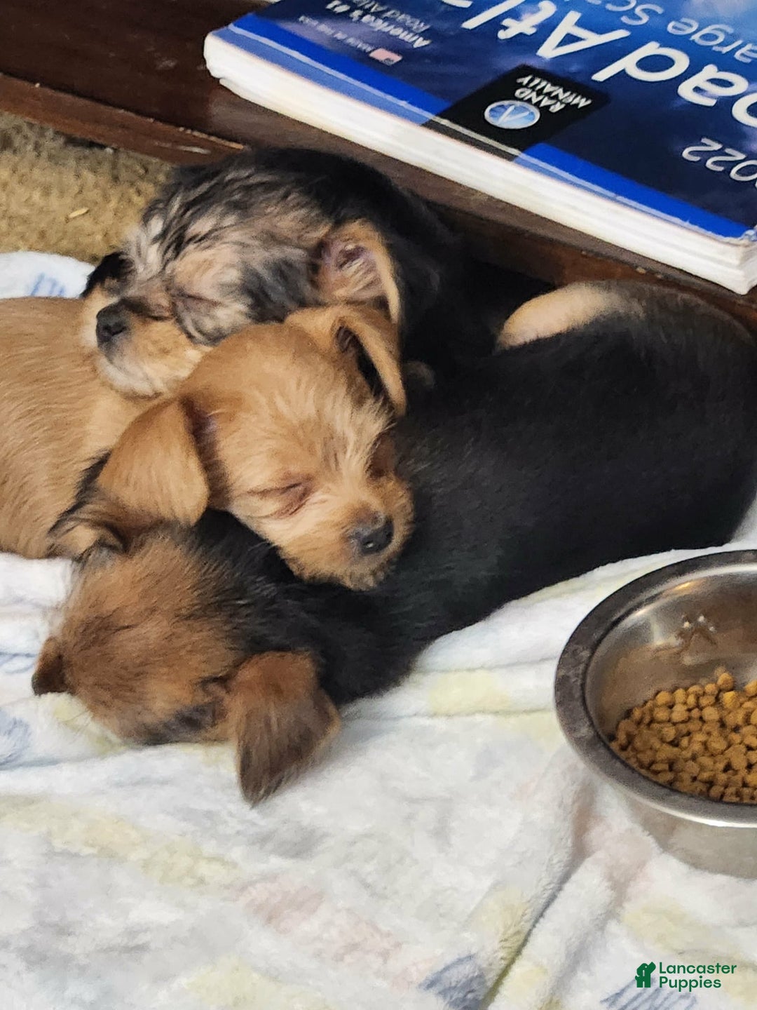 Chorkie dogs for sale: Bell - Ad 10