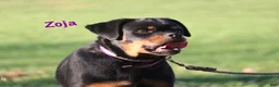 Rottweiler dogs for sale: Zoja - Ad 1