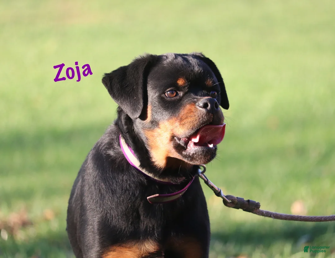 Rottweiler dogs for sale: Zoja - Ad 1