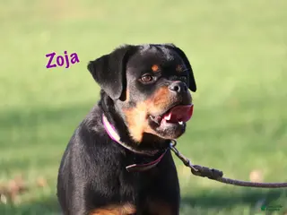 Rottweiler dogs for sale: Zoja - Ad 1