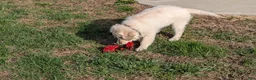 Golden Retriever dogs for sale: Nelson, AKC, reduced price - Ad 3