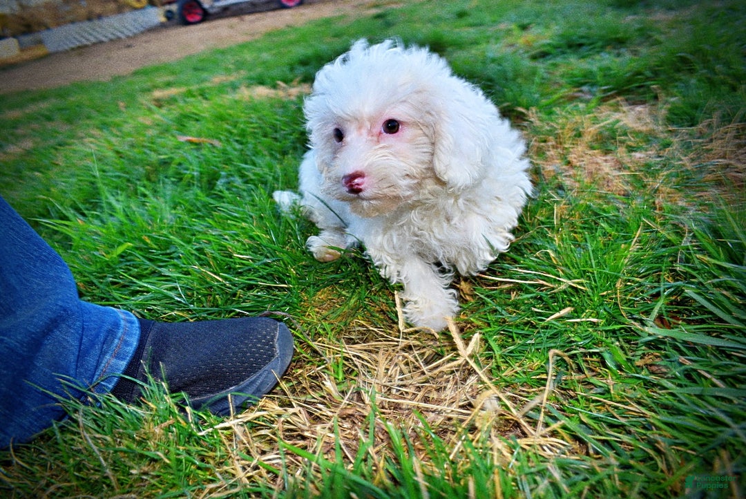 Havapoo dogs for sale: Queenie - Ad 9