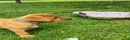 Labrador Retriever dogs for sale: Light Blue Collar Scooby - Ad 7
