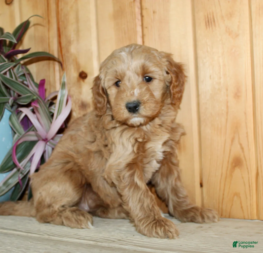 Mini Goldendoodle dogs for sale: Olive  - Ad 1