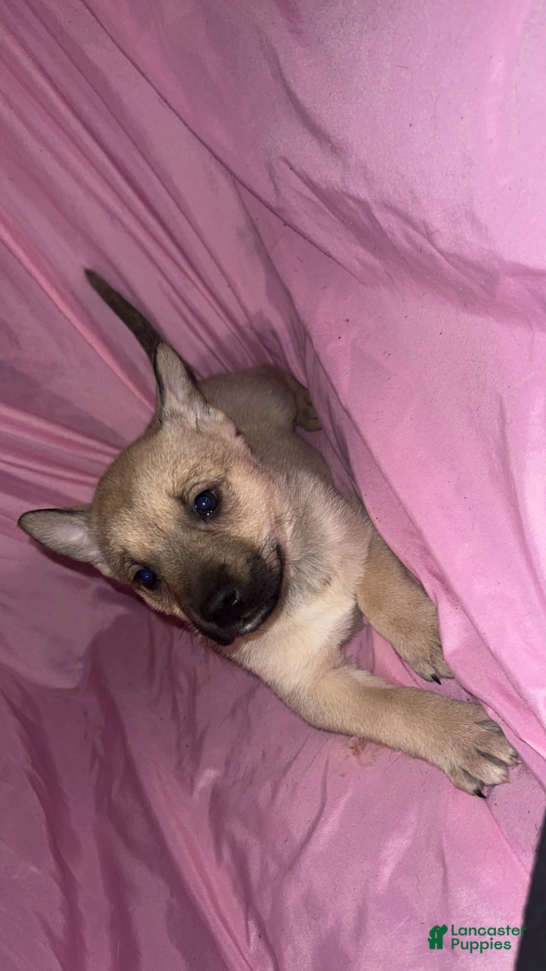 Mixed Breed dogs for sale: Girl 5 - Ad 4