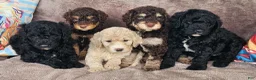 Goldendoodle dogs for sale: Dorothy  - Ad 3