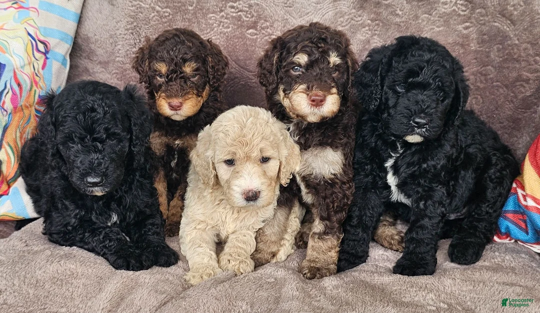 Goldendoodle dogs for sale: Dorothy  - Ad 3