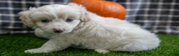 Mini Aussiedoodle dogs for sale: Pooch - Ad 5