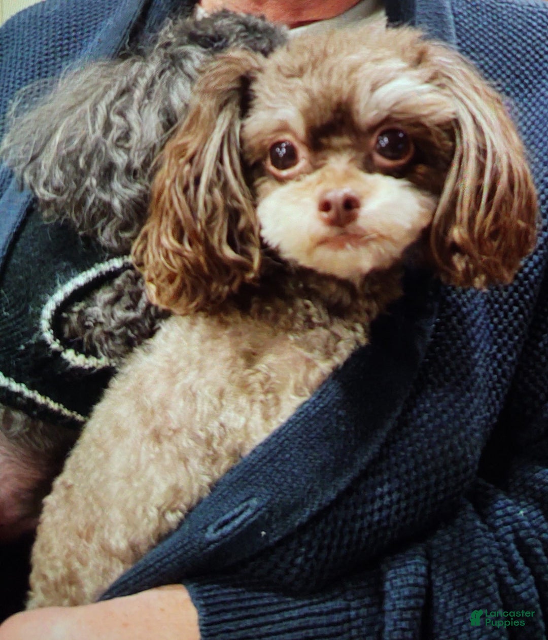 Gallery Image {{count}}