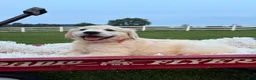 Golden Retriever dogs for sale: Gary - Ad 3