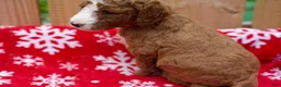Goldendoodle dogs for sale: Gamora - Ad 2