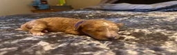 Cavapoo dogs for sale: Cavapoo 4 Purple Collar - Ad 7
