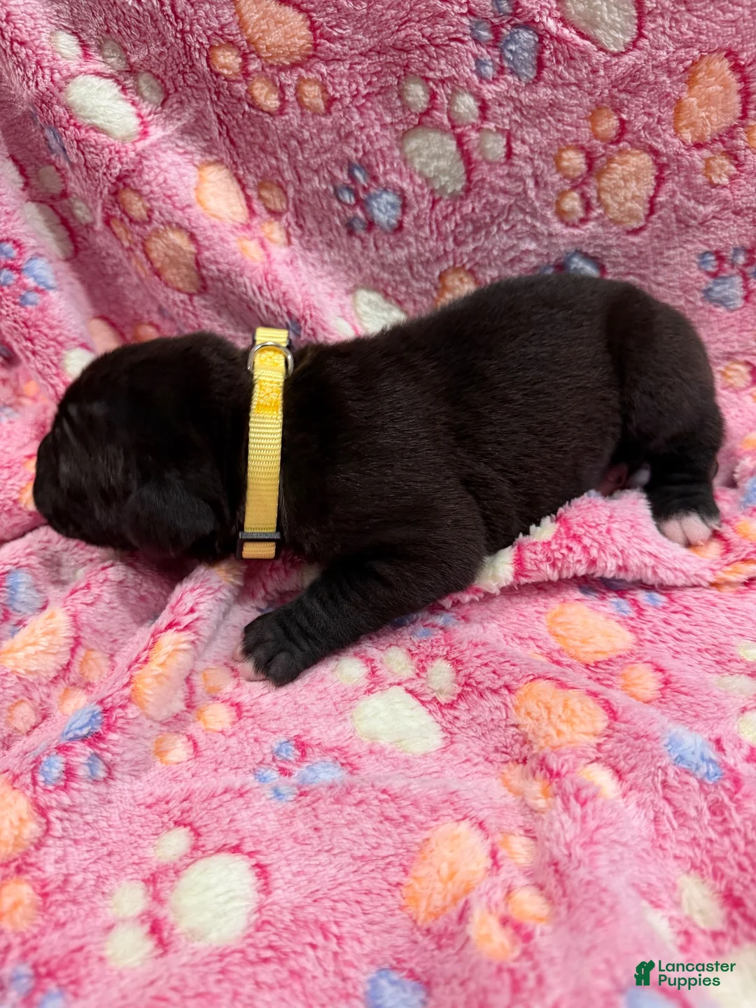 Cane Corso dogs for sale: Cojuh💛 - Ad 1