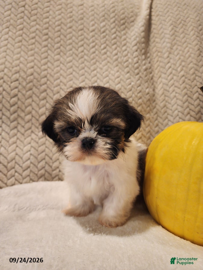 Shih Tzu dogs for sale: Dozer - Ad 3