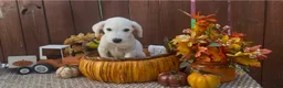 Labrador Retriever dogs for sale: Labrador Retriever 2 - Ad 7