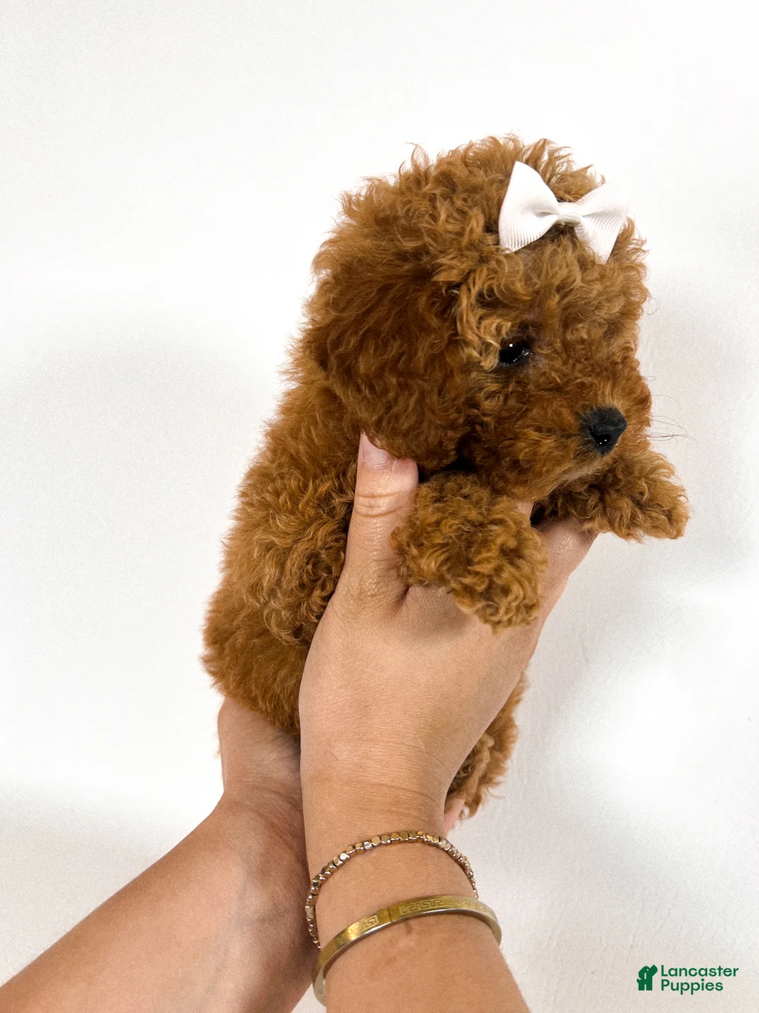 Toy Poodle dogs for sale: Velour  - Ad 2