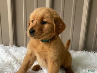 Golden Retriever dogs - Ad 7